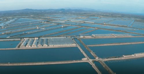 青岛瑞滋集团入选中国水产种业育繁推一体化优势企业